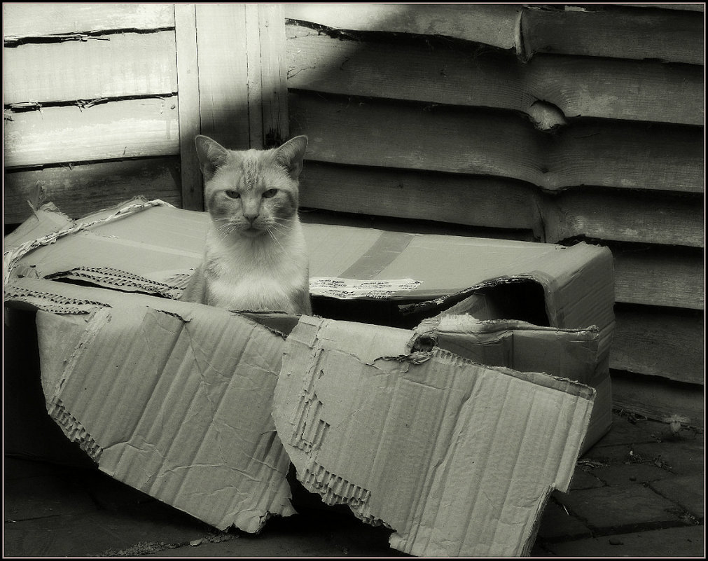 Хозяин коробки... - Пётр Галилеев Хозяин коробки... - Пётр Галилеев