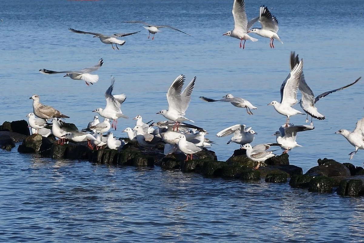 Солнечным февральским днём на море - Маргарита Батырева