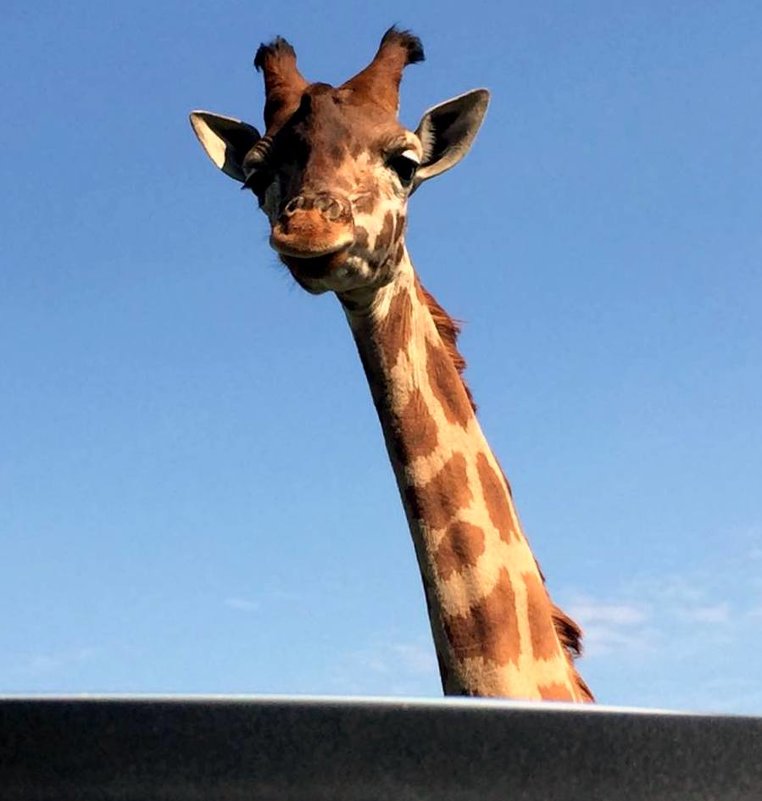 Портрет жирафа - Елена Портрет жирафа - Елена