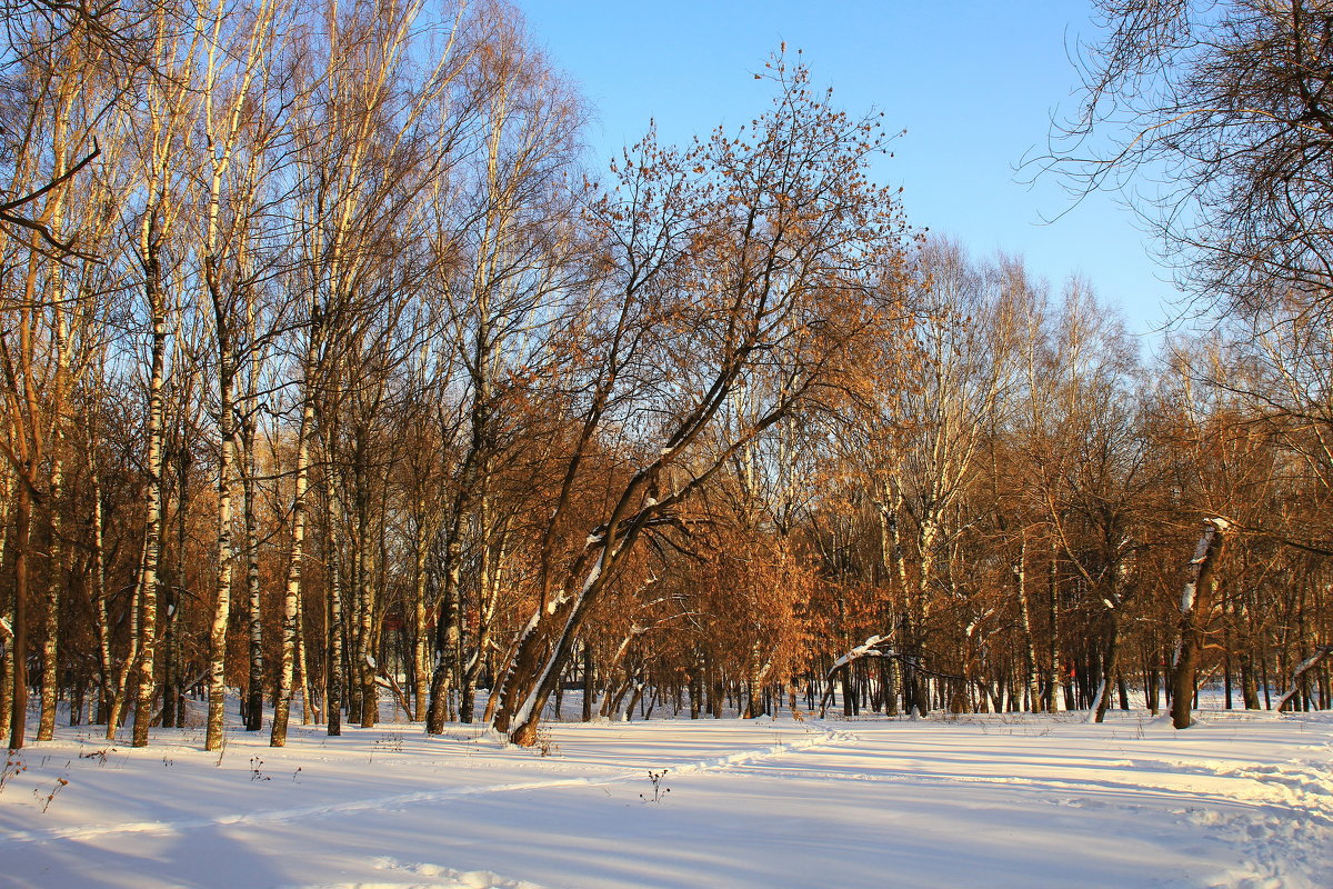 В парке - Галина Новинская