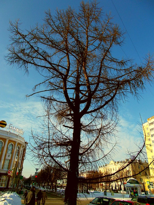 Городская лиственница - лоретта 