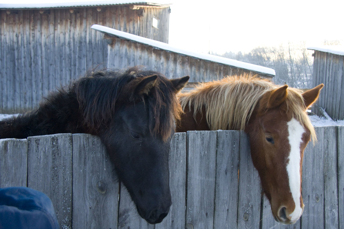 Кони - Алексей Екимовских Кони - Алексей Екимовских
