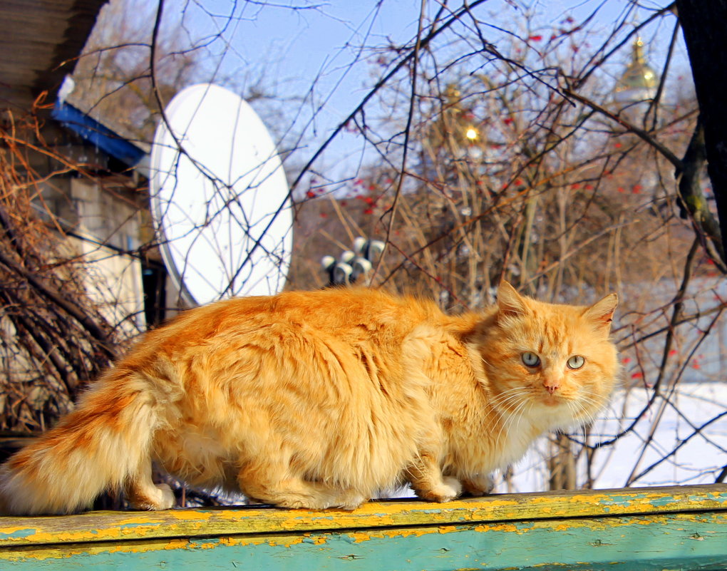 Не ждали все холодного сюрприза… - Валентина ツ ღ✿ღ