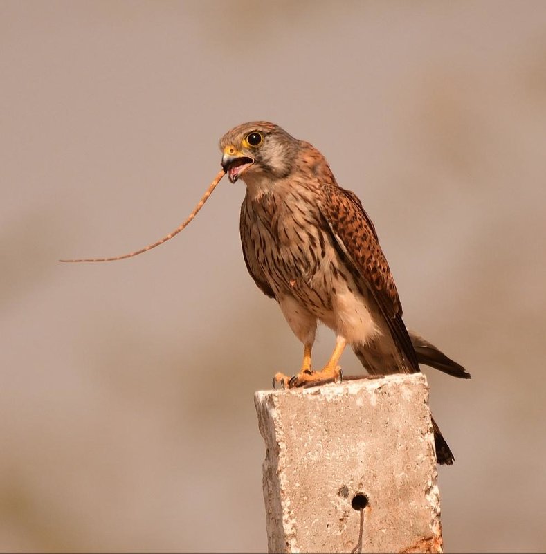 Common Kestrel with a Lizard Kill - ian 35AWARDS