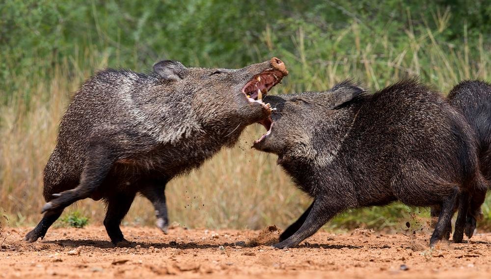 Javelinas fight - ian 35AWARDS