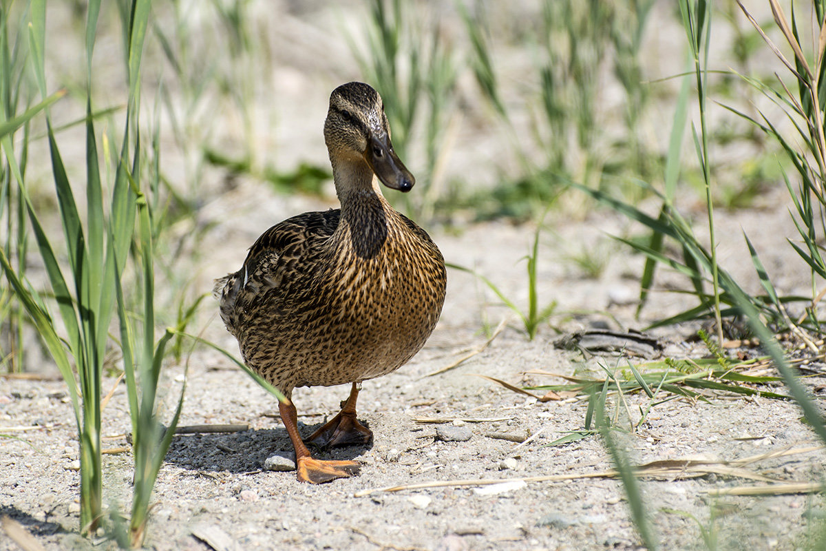 Вразвалочку - Юрий Кузьменок
