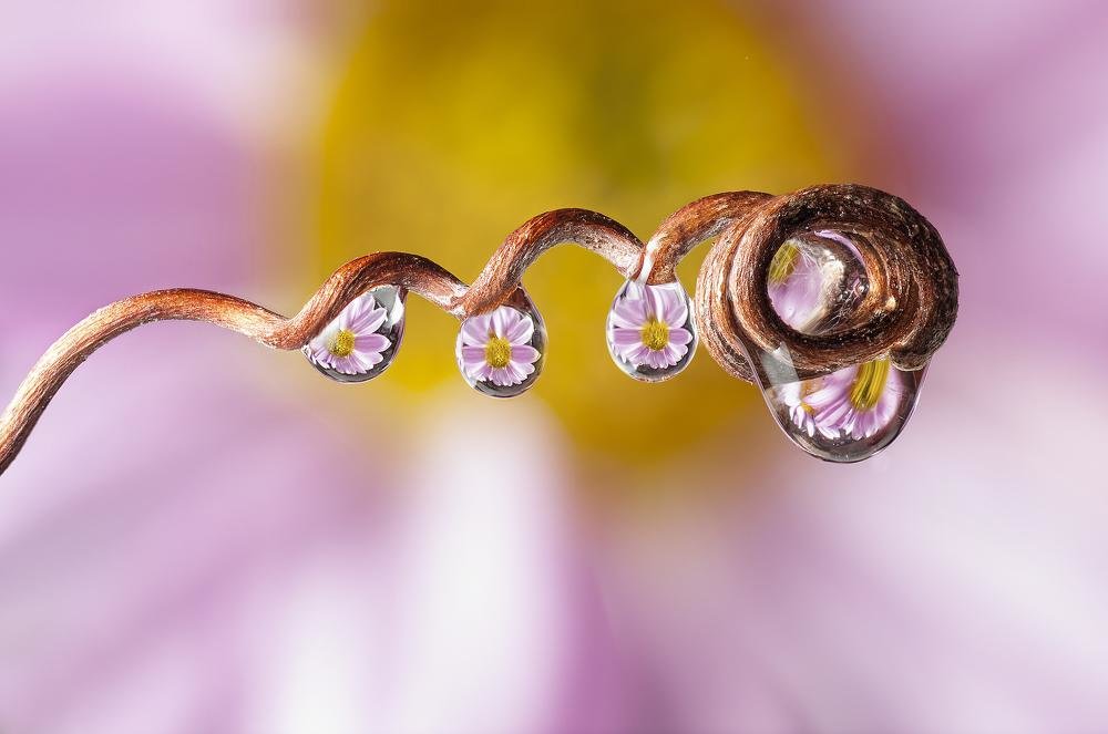 Drops flowers - ian 35AWARDS