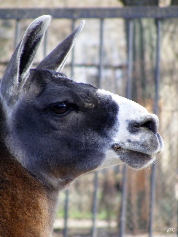 Лама - Татьяна Ларионова