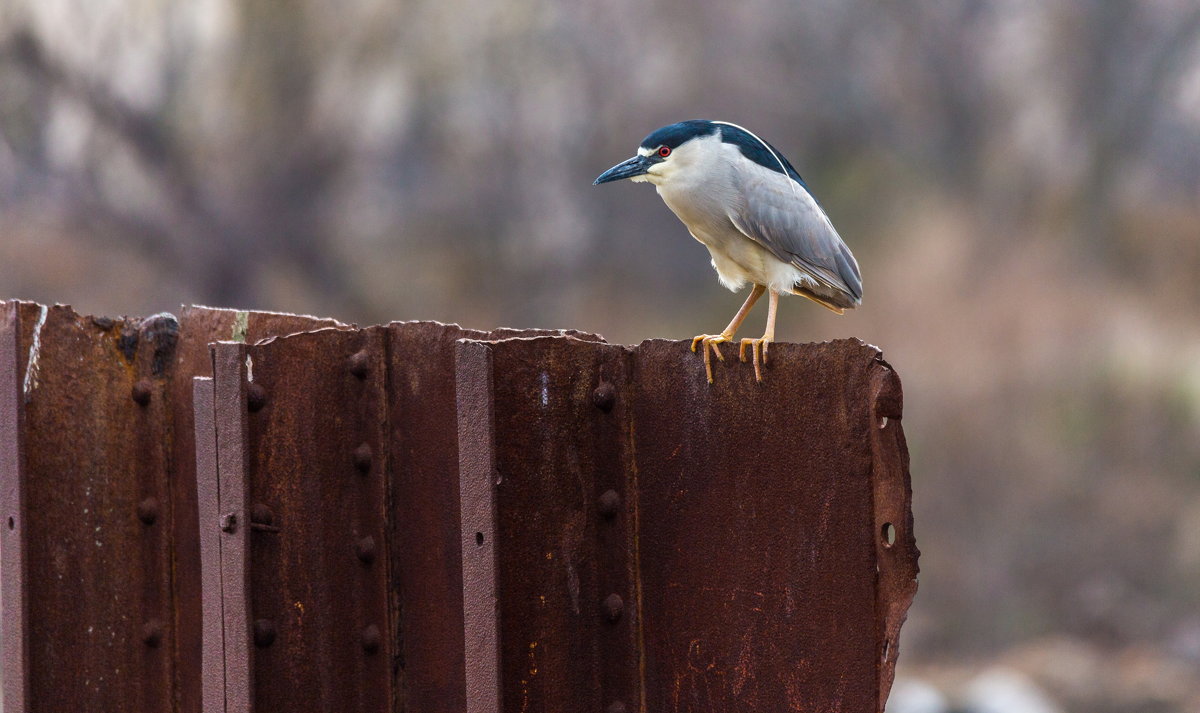 Black-Crowned Night - Heron - Naum 