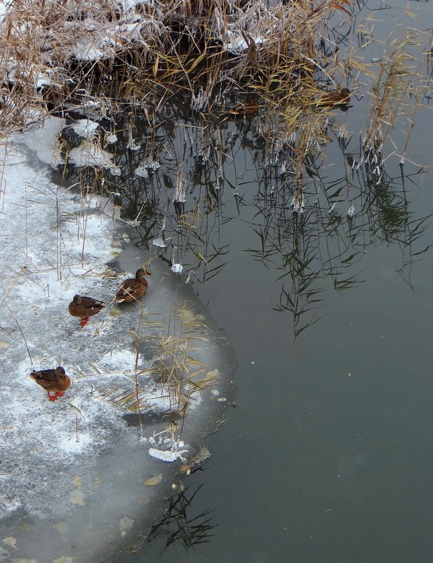 Первые шаги - Ирина Сивовол Первые шаги - Ирина Сивовол