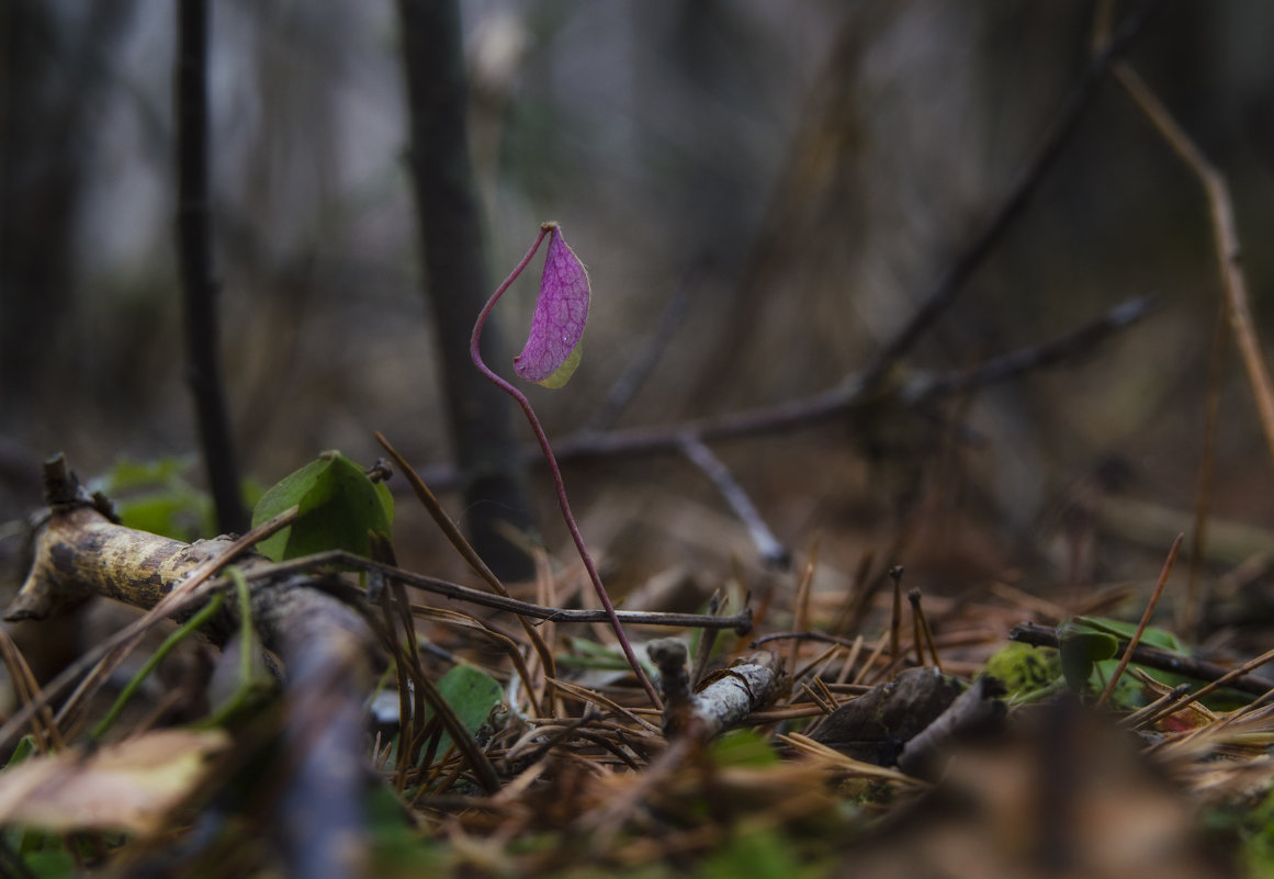 ЧутОк до лета... - Роман Пацкевич