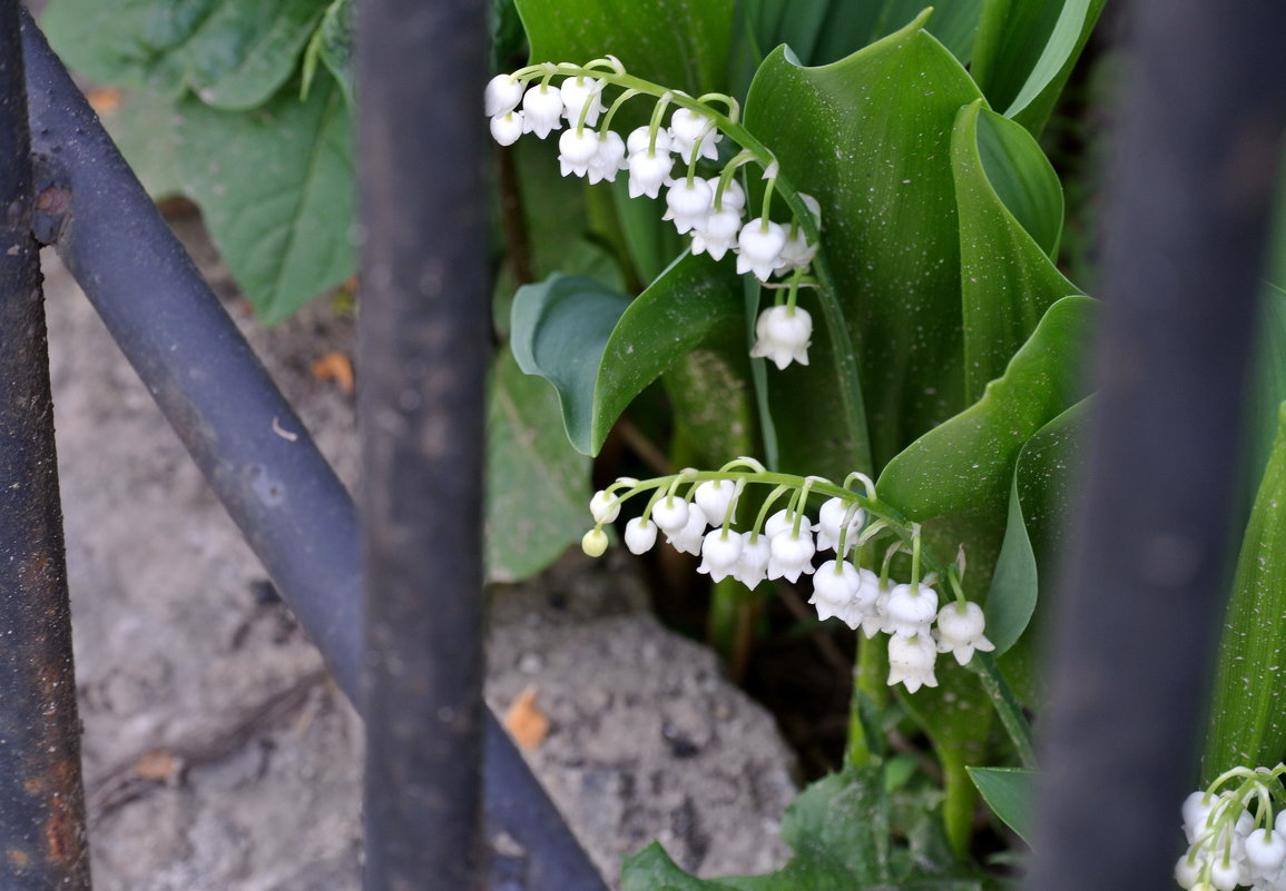 Городские ландыши.. - Любовь С.