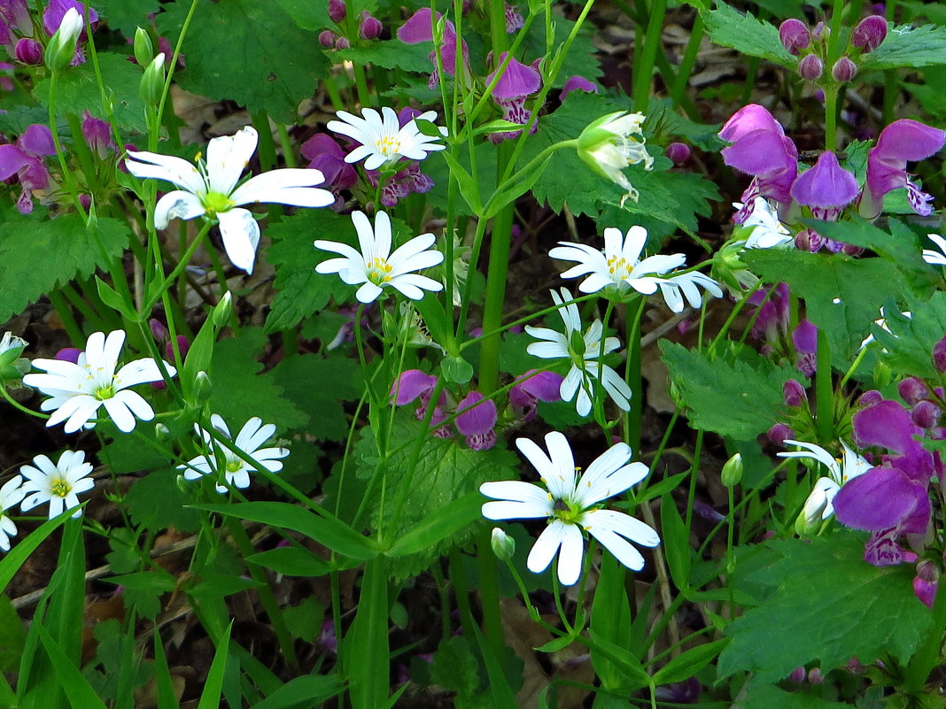 Звездчатка, яснотка пурпурная. - vodonos241 Звездчатка, яснотка пурпурная. - vodonos241
