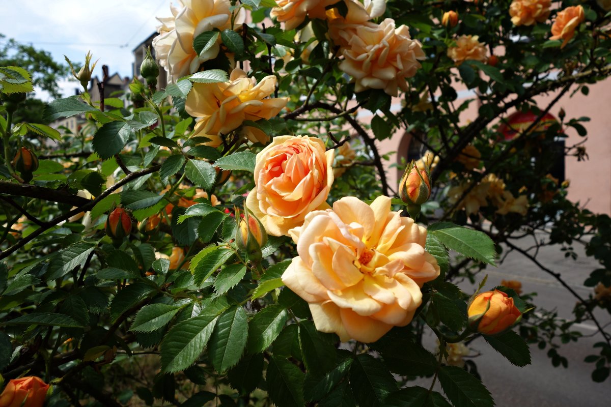 Май в городе...Аугсбург... - Galina Dzubina Май в городе...Аугсбург... - Galina Dzubina