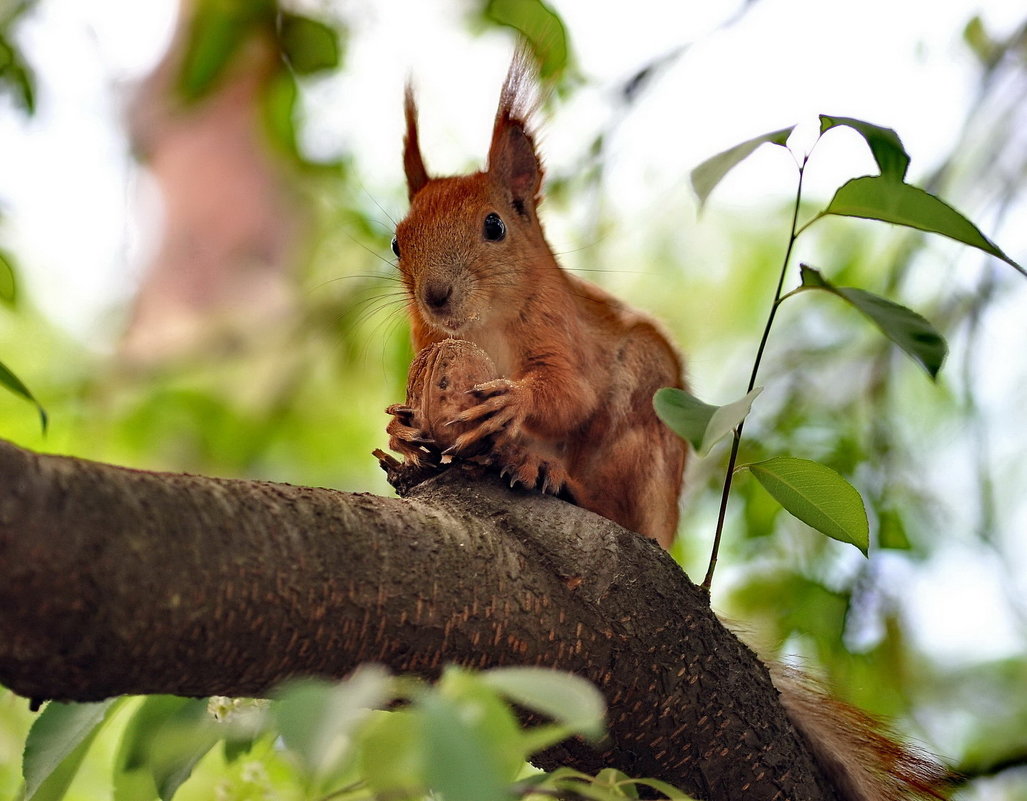 Squirrel - Олег Шендерюк