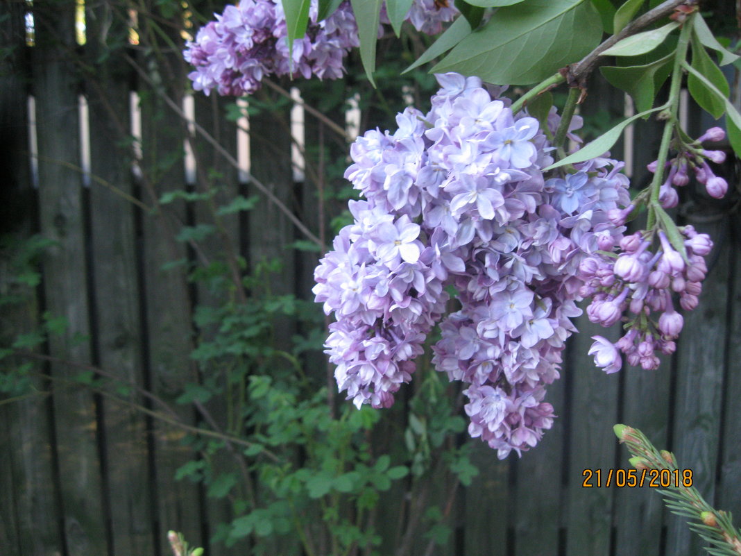 Сирень - Smit Maikl 