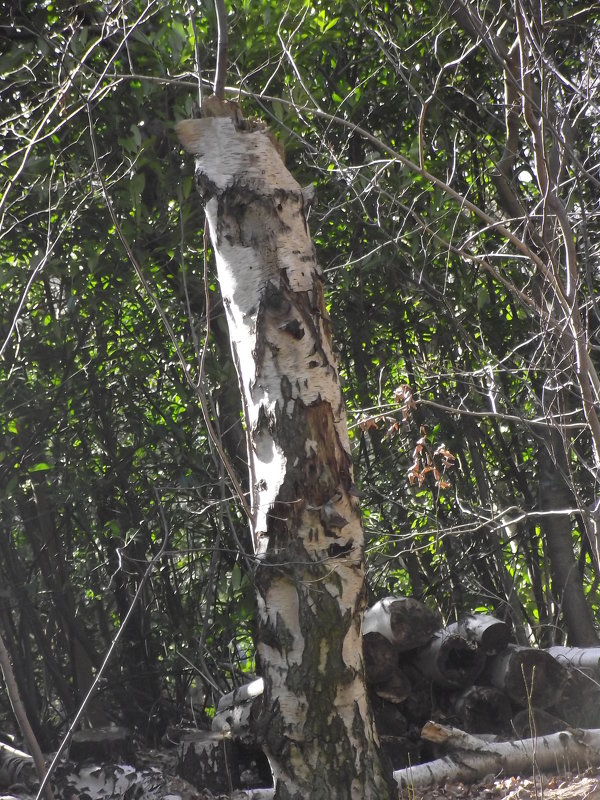 99999 - OPEN WAYS ALL