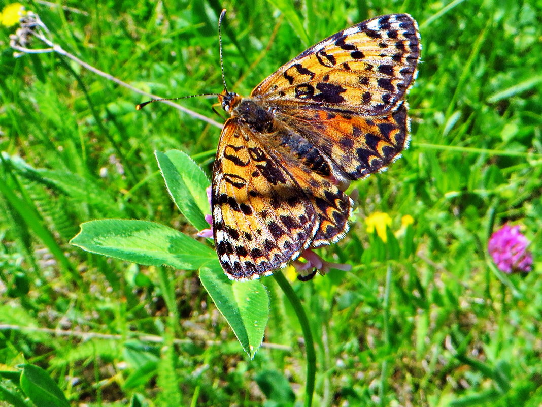 *Melitaea didyma - шашечница красная. - vodonos241 