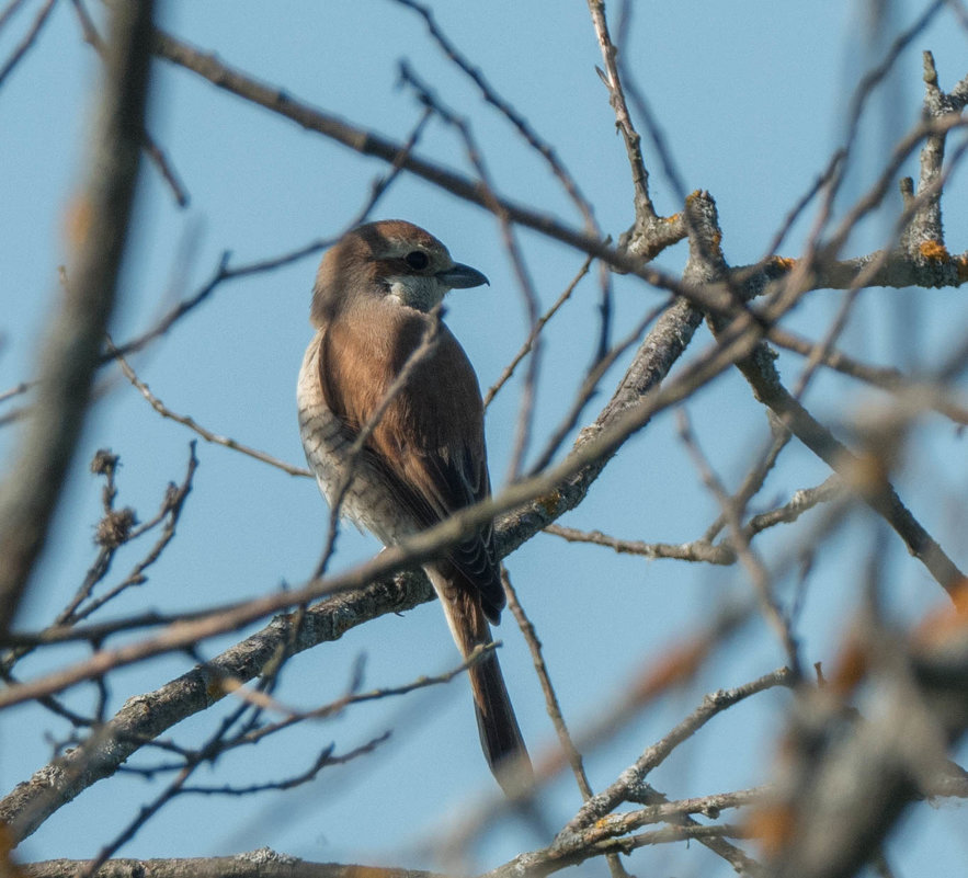 Жулан - Константин Казенов Жулан - Константин Казенов