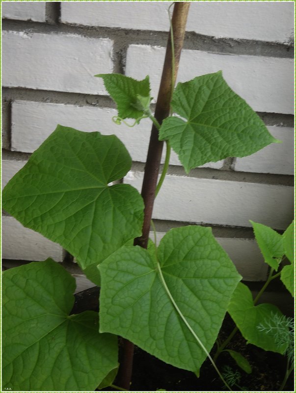 Огурцы - Вера 