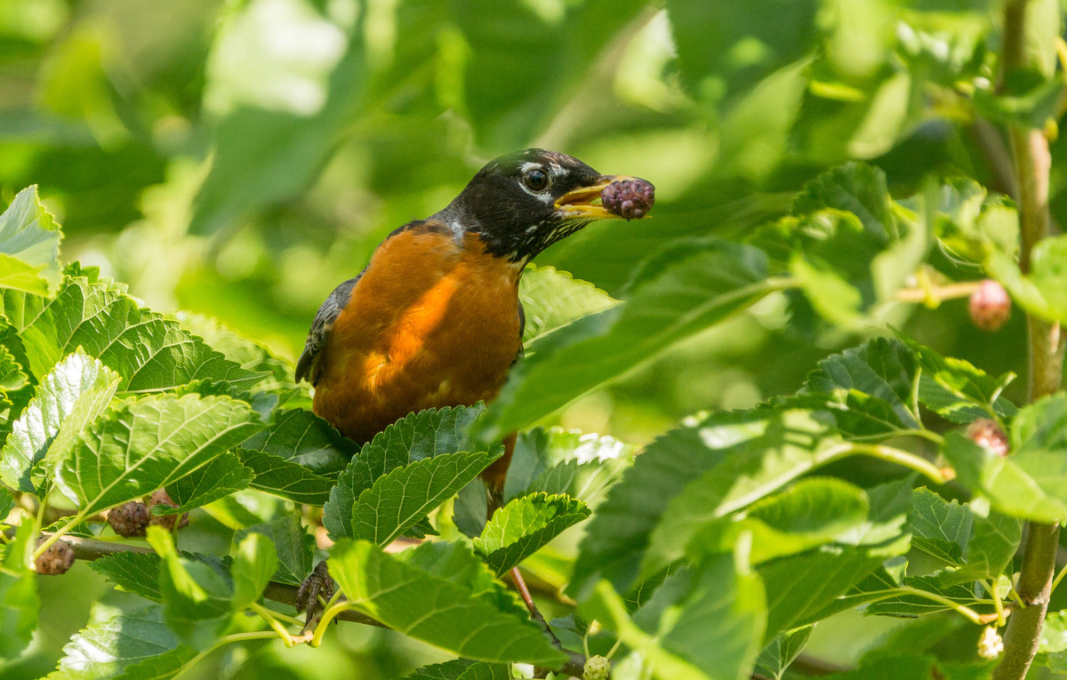 American Robin - Naum 