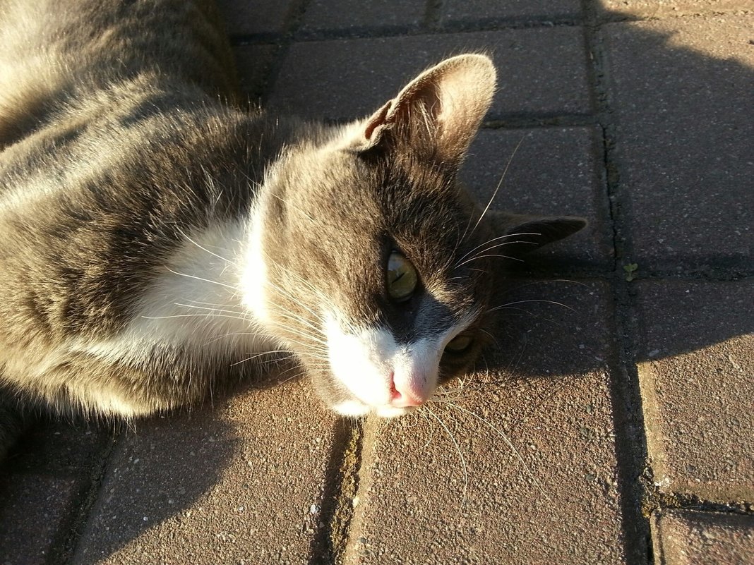 Я на солнышке лежу...)) - Наталья Владимировна