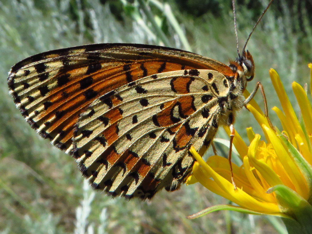 *Шашечница красная (лат. Melitaea didyma). - vodonos241 