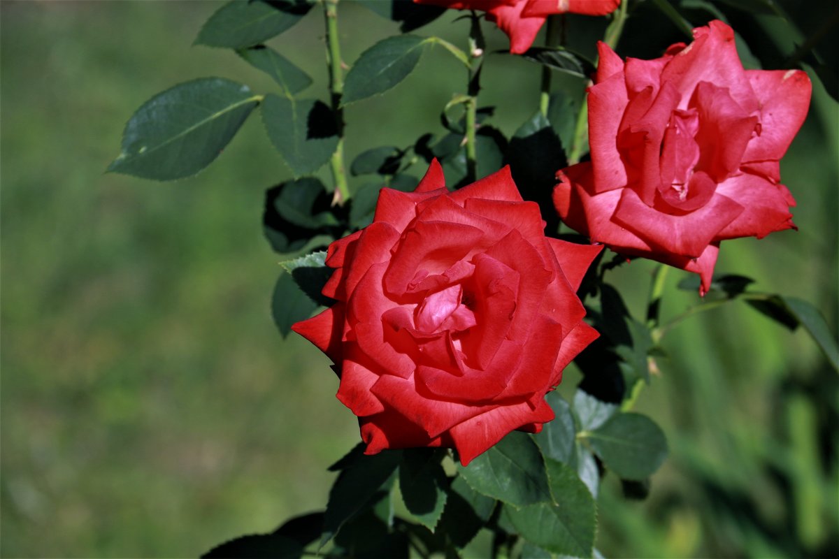 классика - Владимир Холодницкий