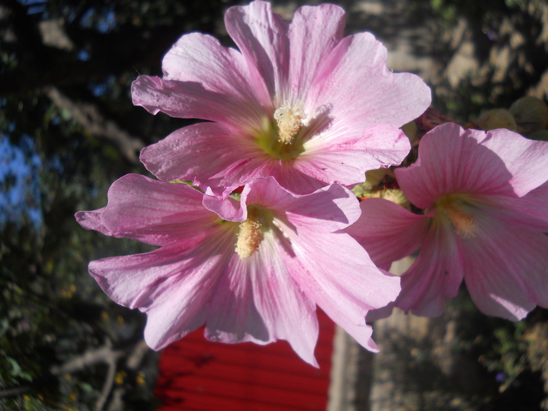 Краса по-летнему - Галина Квасникова