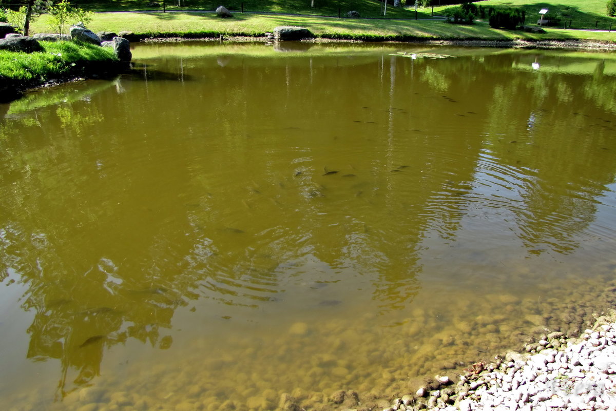 И рыбка тут водится) - Veera V