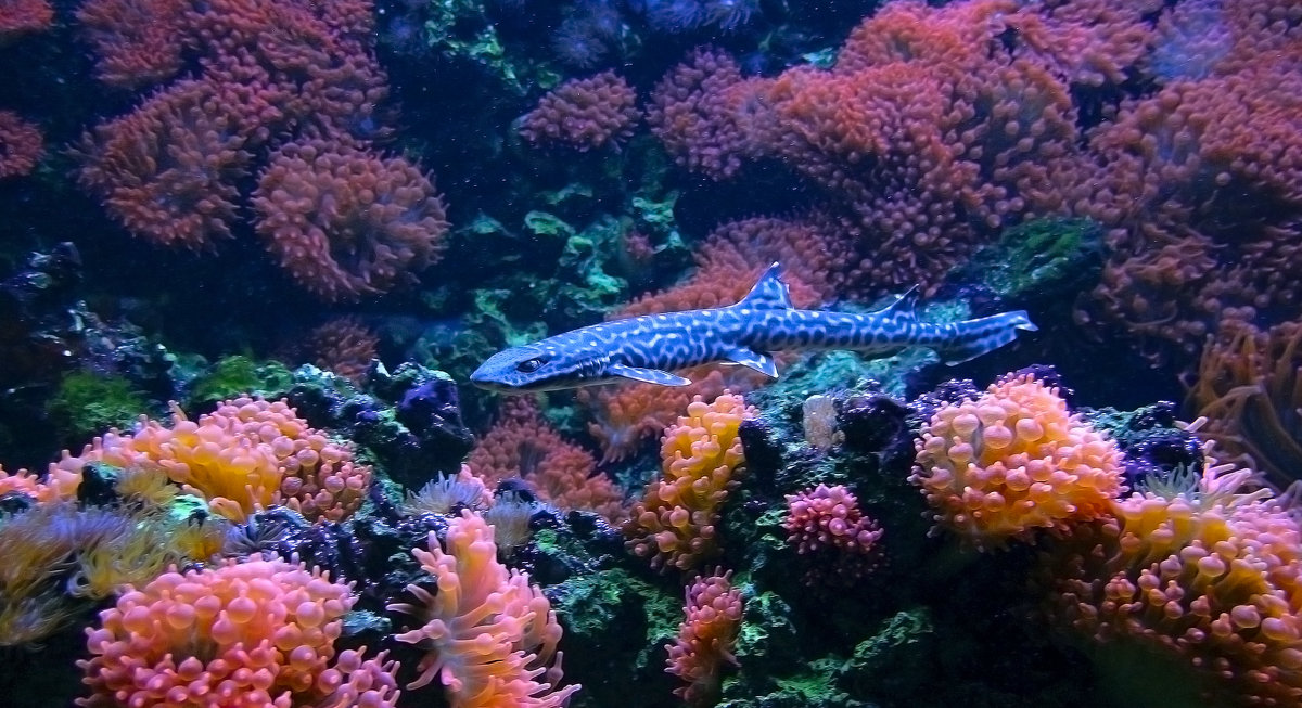 Кораловая акула - Alexander Andronik Кораловая акула - Alexander Andronik