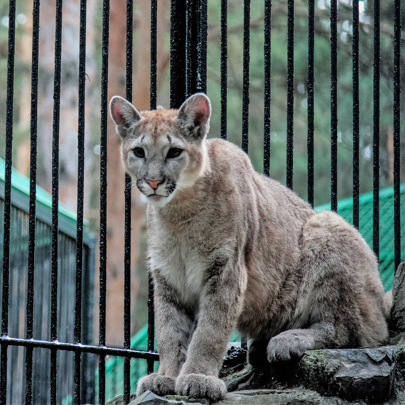 3152 - Аркадий Лаптенко