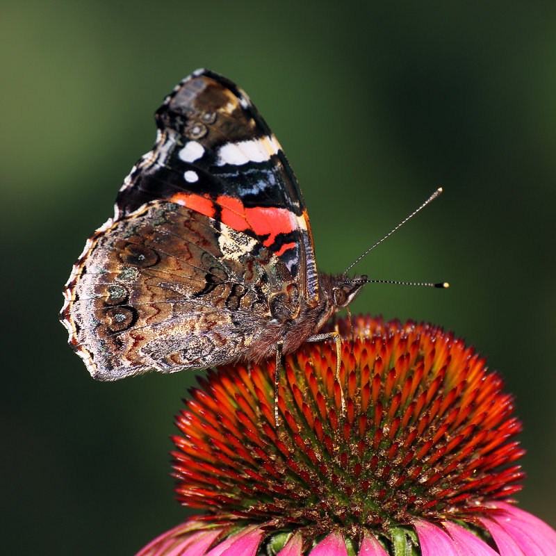 Бабочка и цветок - Виктор Колмогоров Бабочка и цветок - Виктор Колмогоров