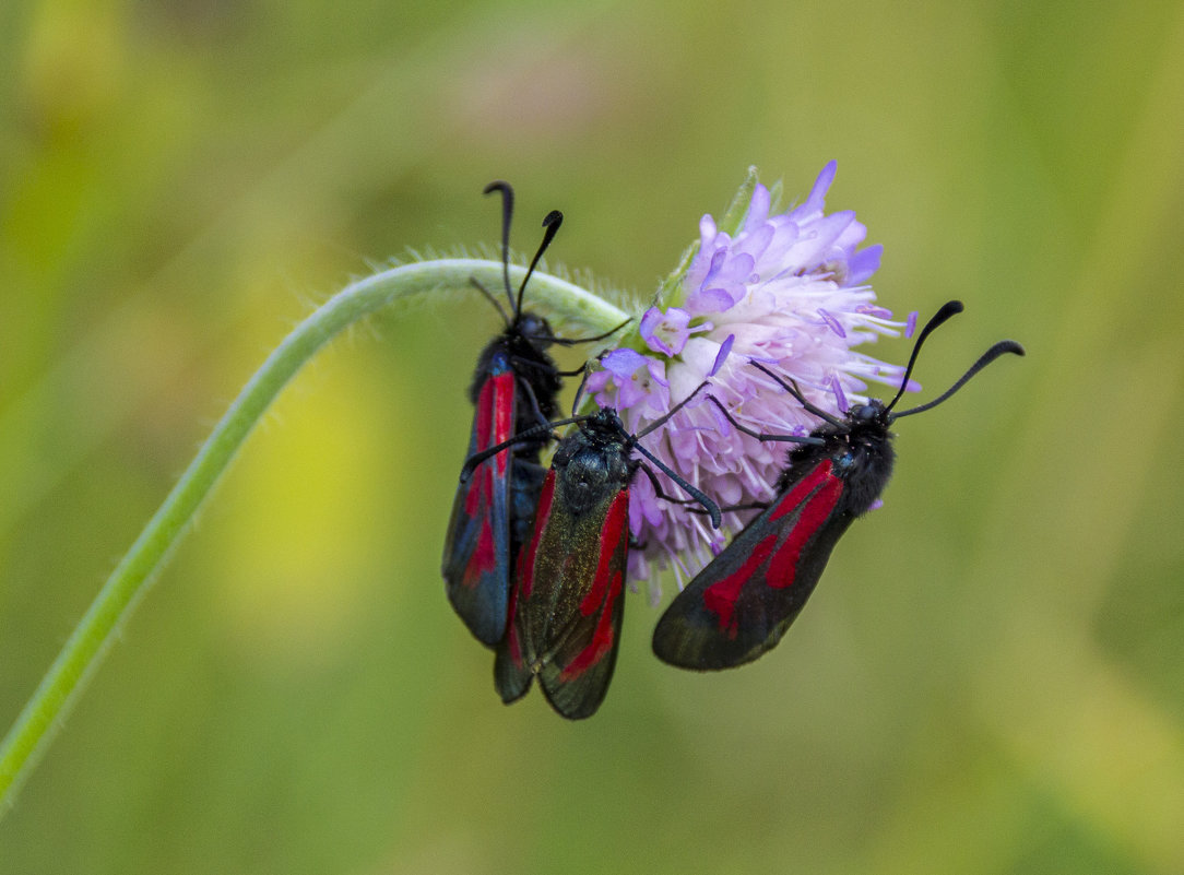 .. - оксана .. - оксана