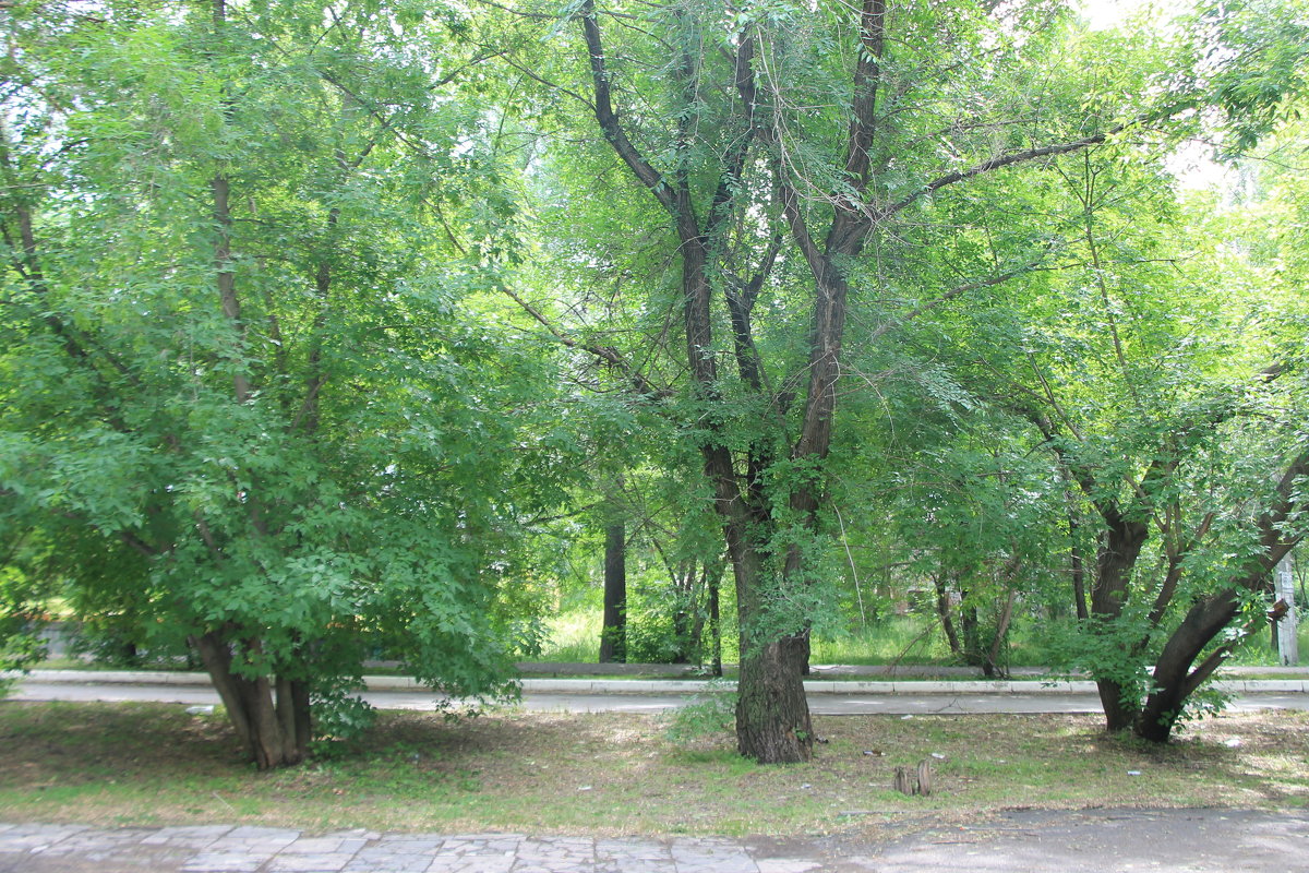 Зелёный Бийск - Олег Афанасьевич Сергеев