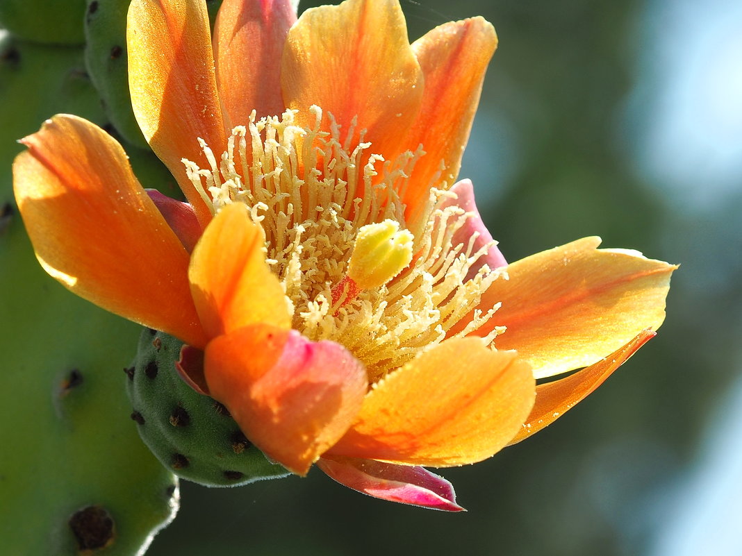 Опунция войлочная  Opuntia tomentosa - wea *