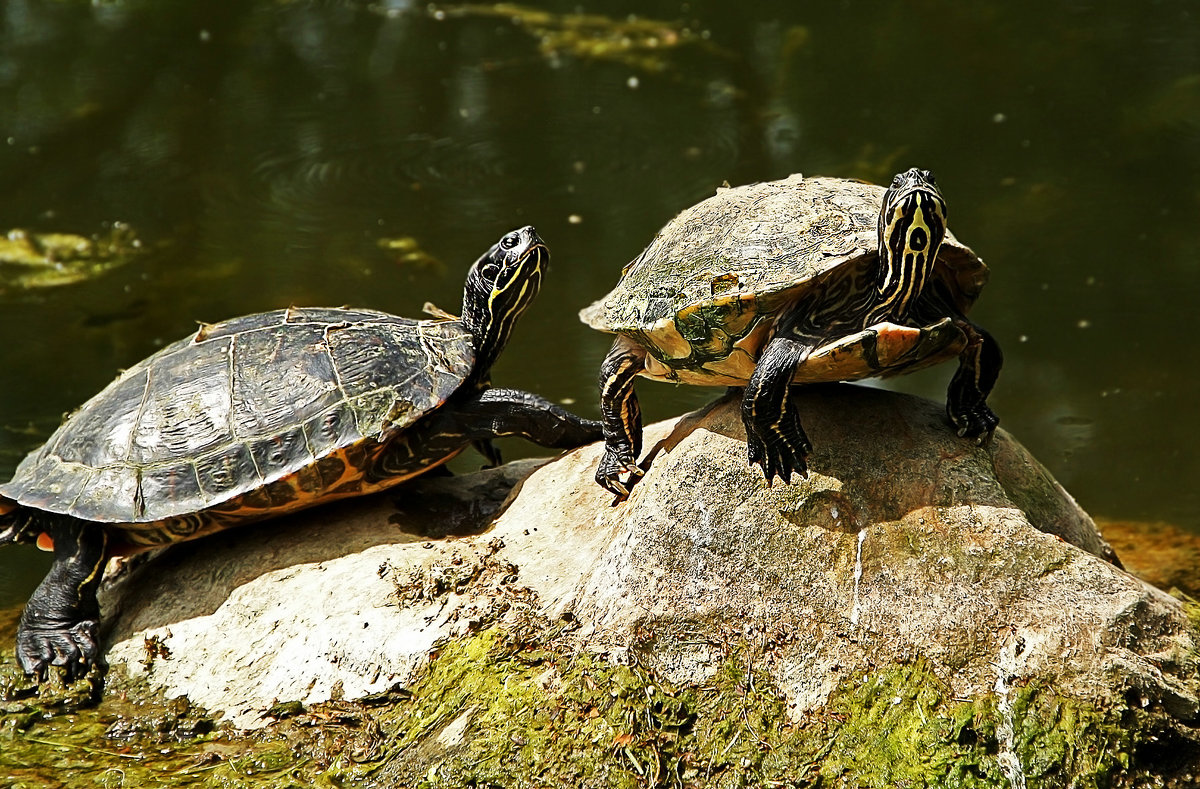 ВЫШЛИ ПОГРЕТЬСЯ - Alexander Andronik