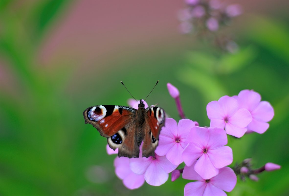 Butterfly - Андрей Вестмит