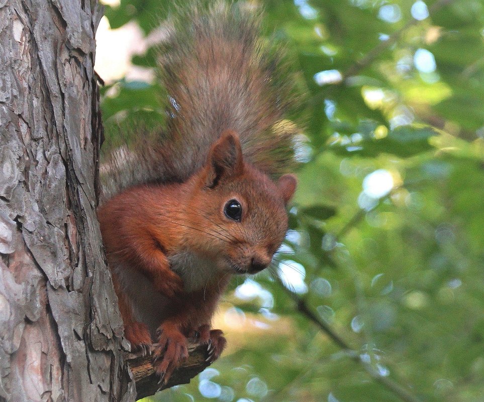 Бельчонок. - Наташа С 