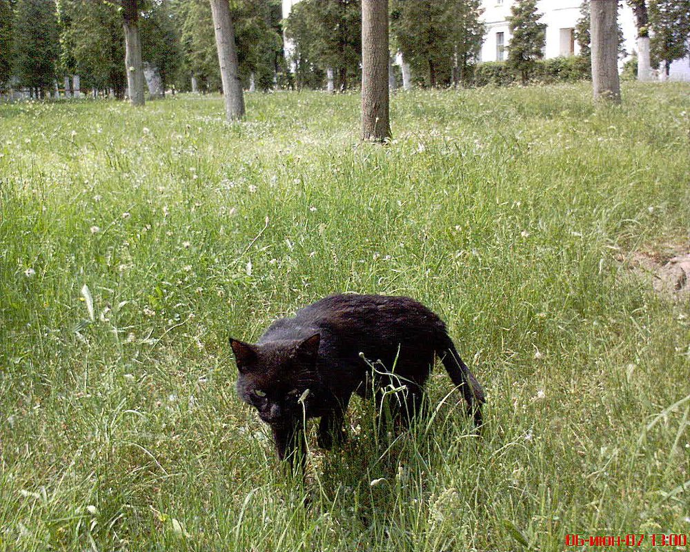 Кот, который гуляет - Алёна Сапунова