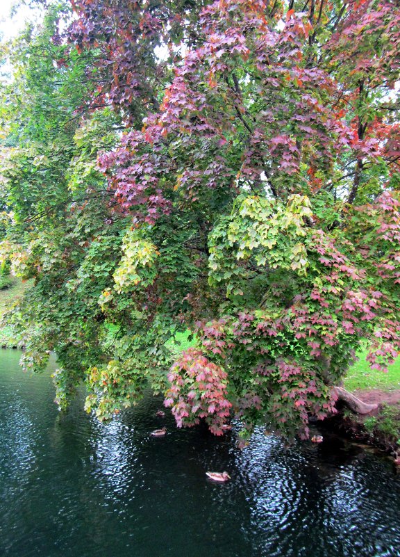 Начало осени в Гатчине - dli1953 Начало осени в Гатчине - dli1953