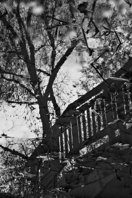 Осень в графике - олег свирский 