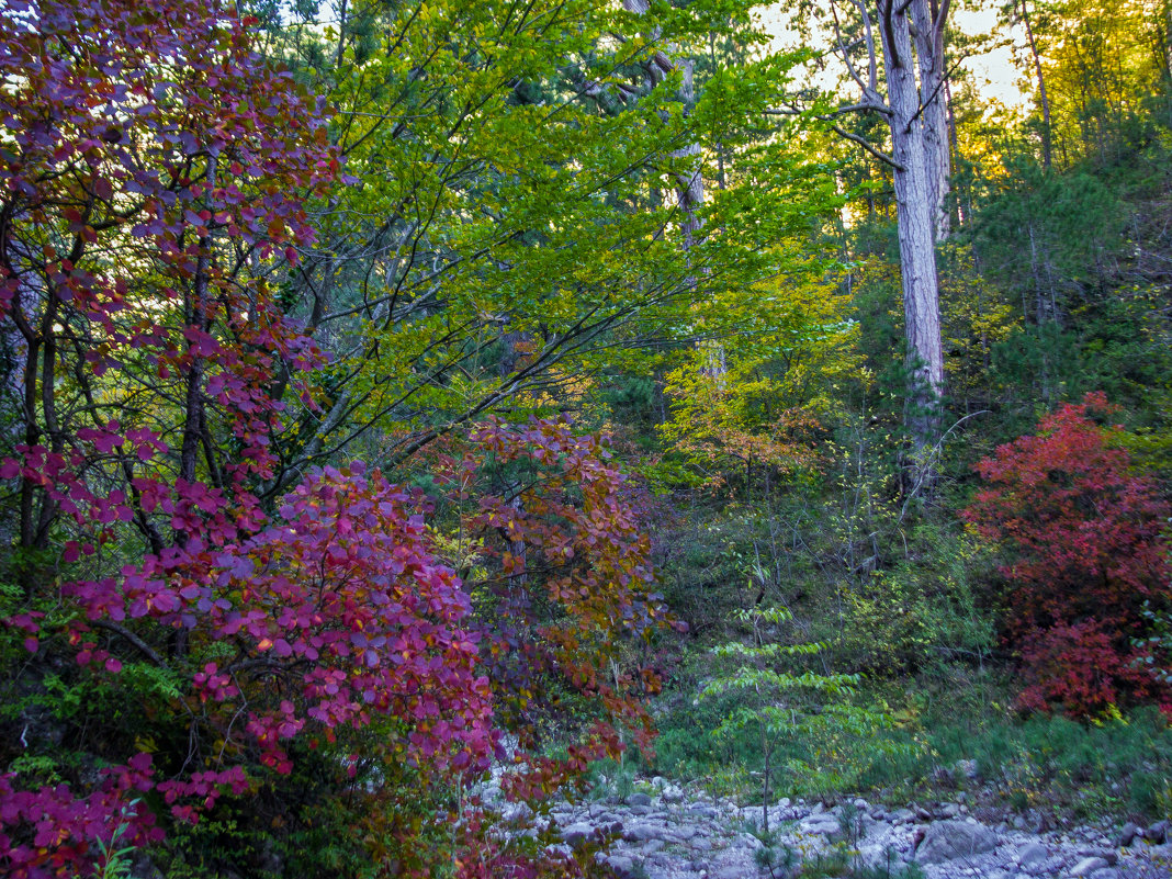 Осени картинки - Варвара 