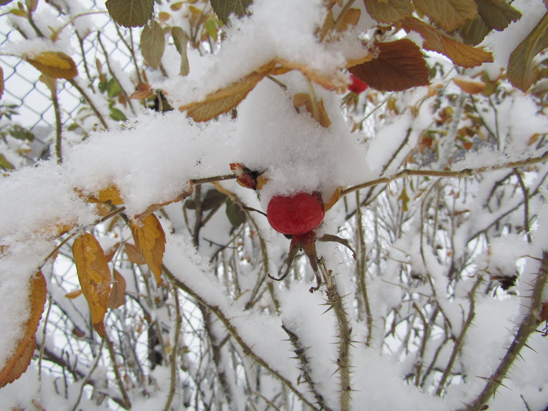 Репетиция ЗИМЫ - Galaelina ***