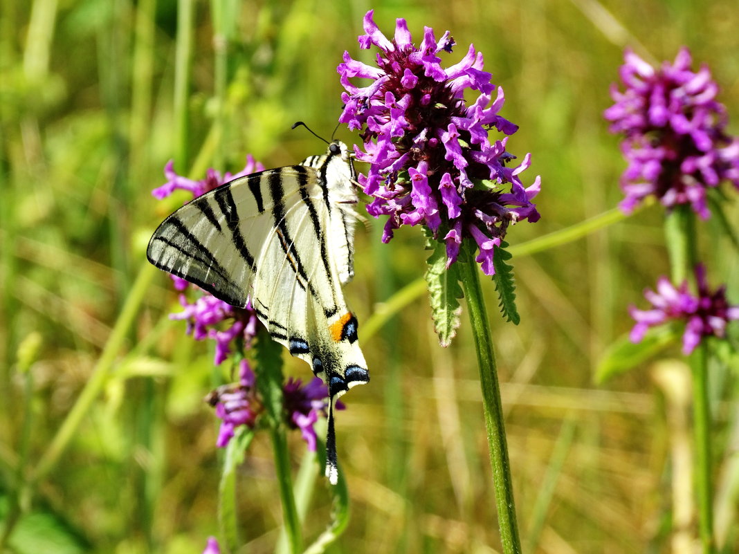 Семейство Парусники (Papilionidae).Подалирий (лат. Iphiclides podalirius) . - vodonos241 