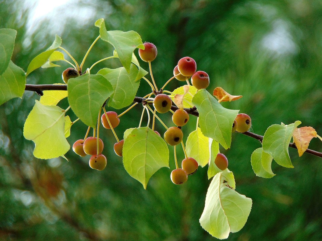 Веточка. - nadyasilyuk Вознюк