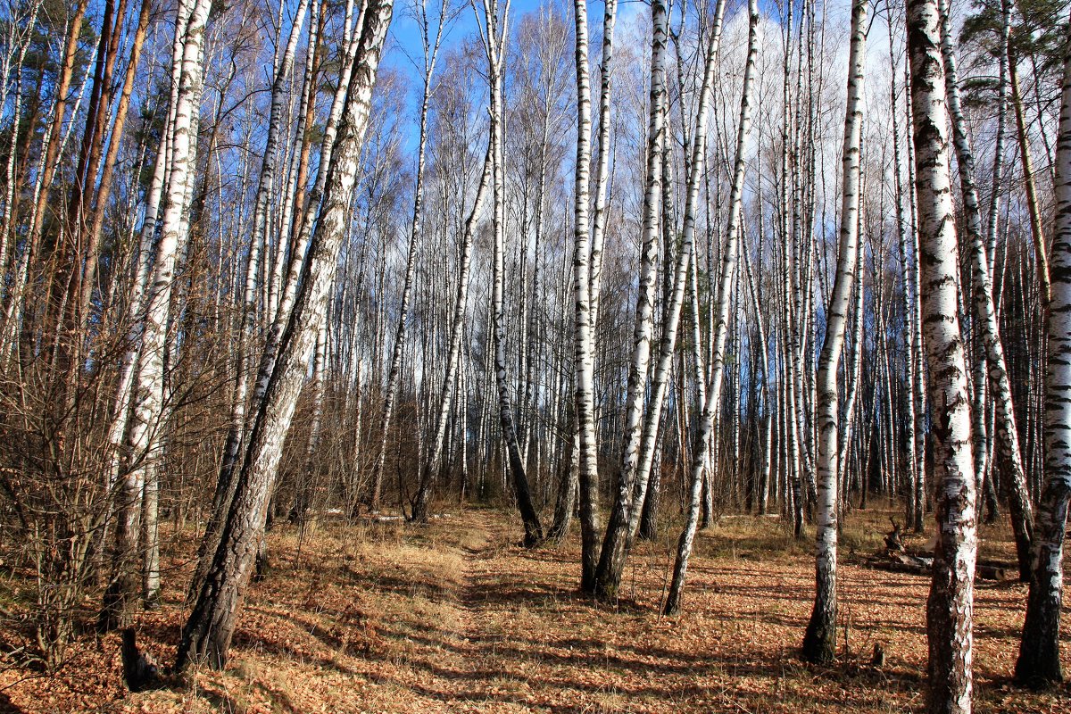 осень - Владимир Холодницкий