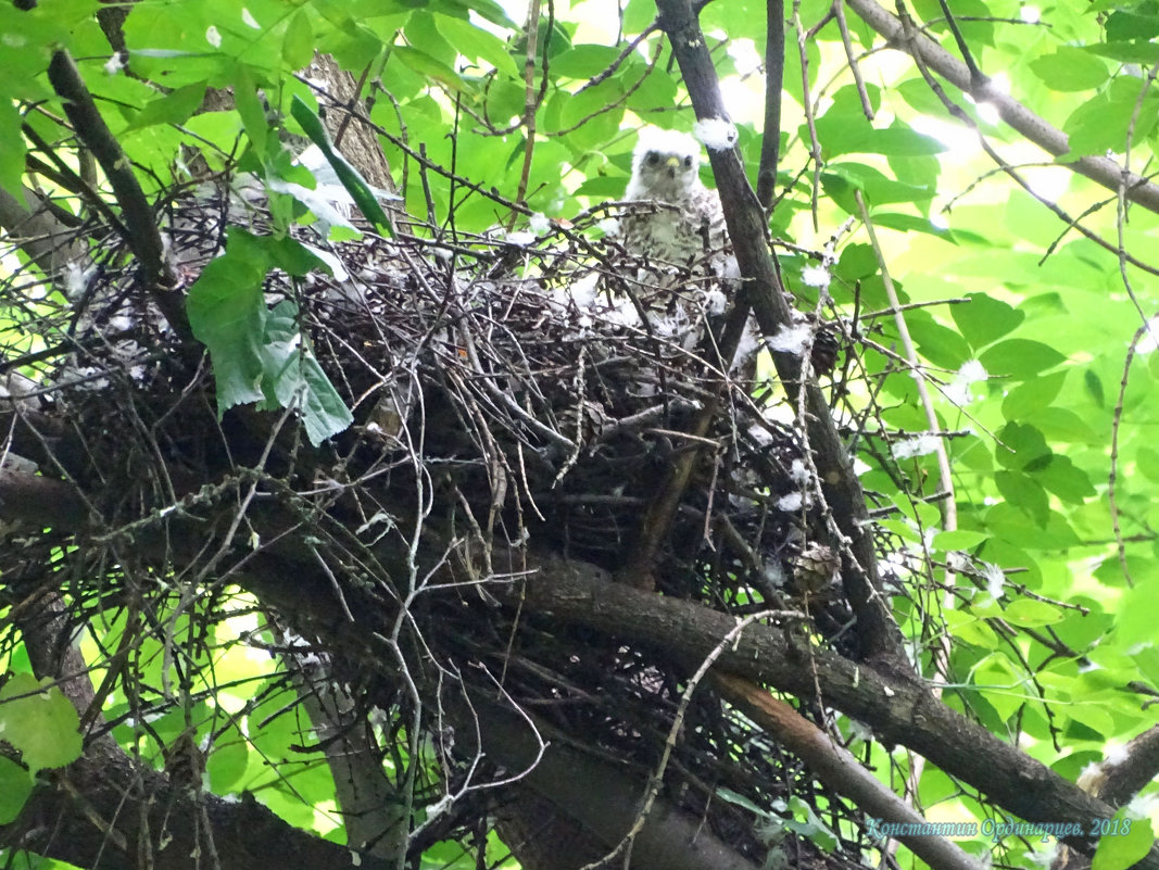 Младшенький - Константин Ординарцев