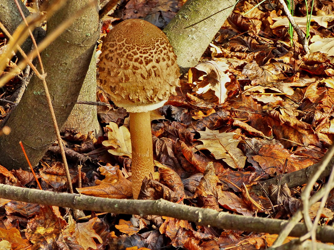 *Гриб-зо́нтик пёстрый (лат. Macrolepiota procera) - vodonos241 