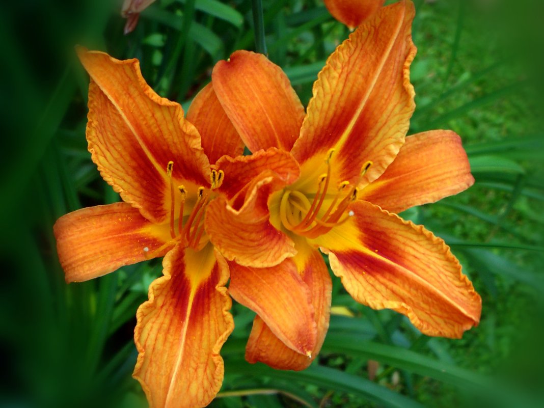 Рыжий дуэт - привет из лета... - Ольга Русанова (olg-rusanowa2010)